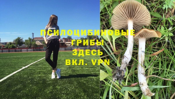 хмурый Аркадак